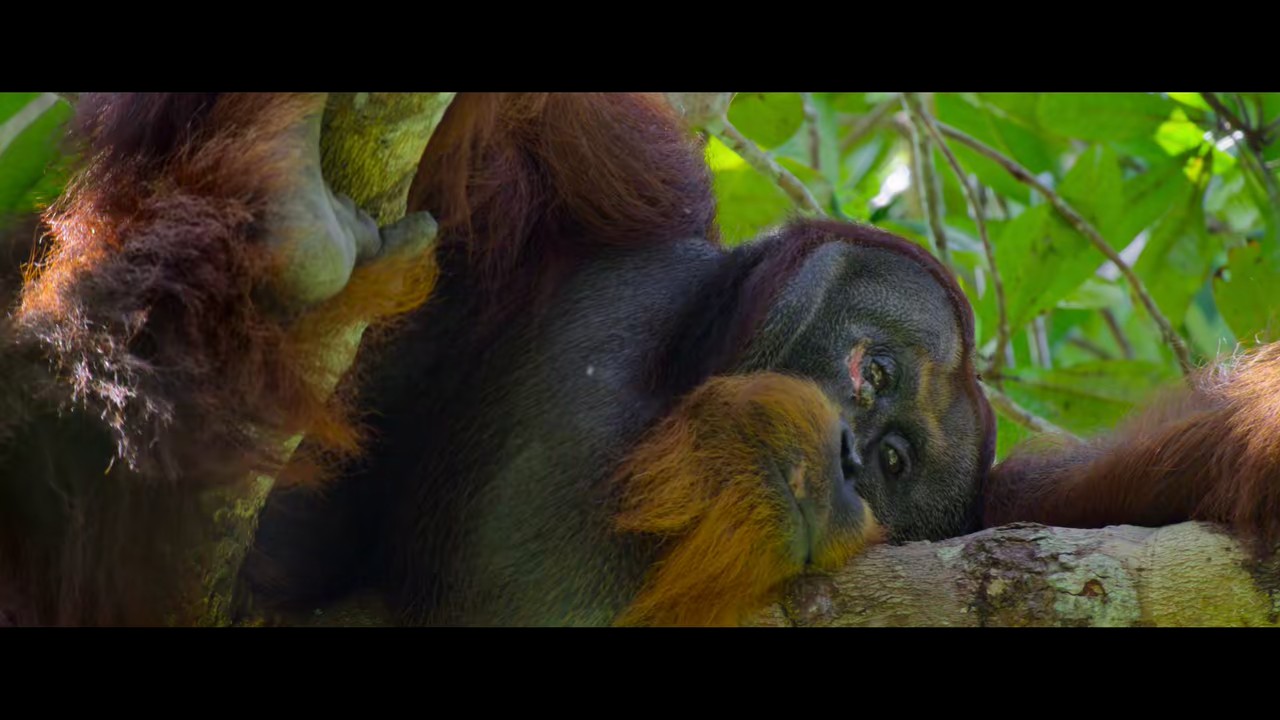 Secret Lives of Orangutans (2024) NF WEB-DL Hindi + English 720p 10bit HEVC DDP 5.1 MSub.mkv.0005